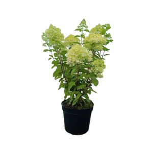 Гортензия метельчатая Мэджикал Кэндл ø32 h80 - 100 см