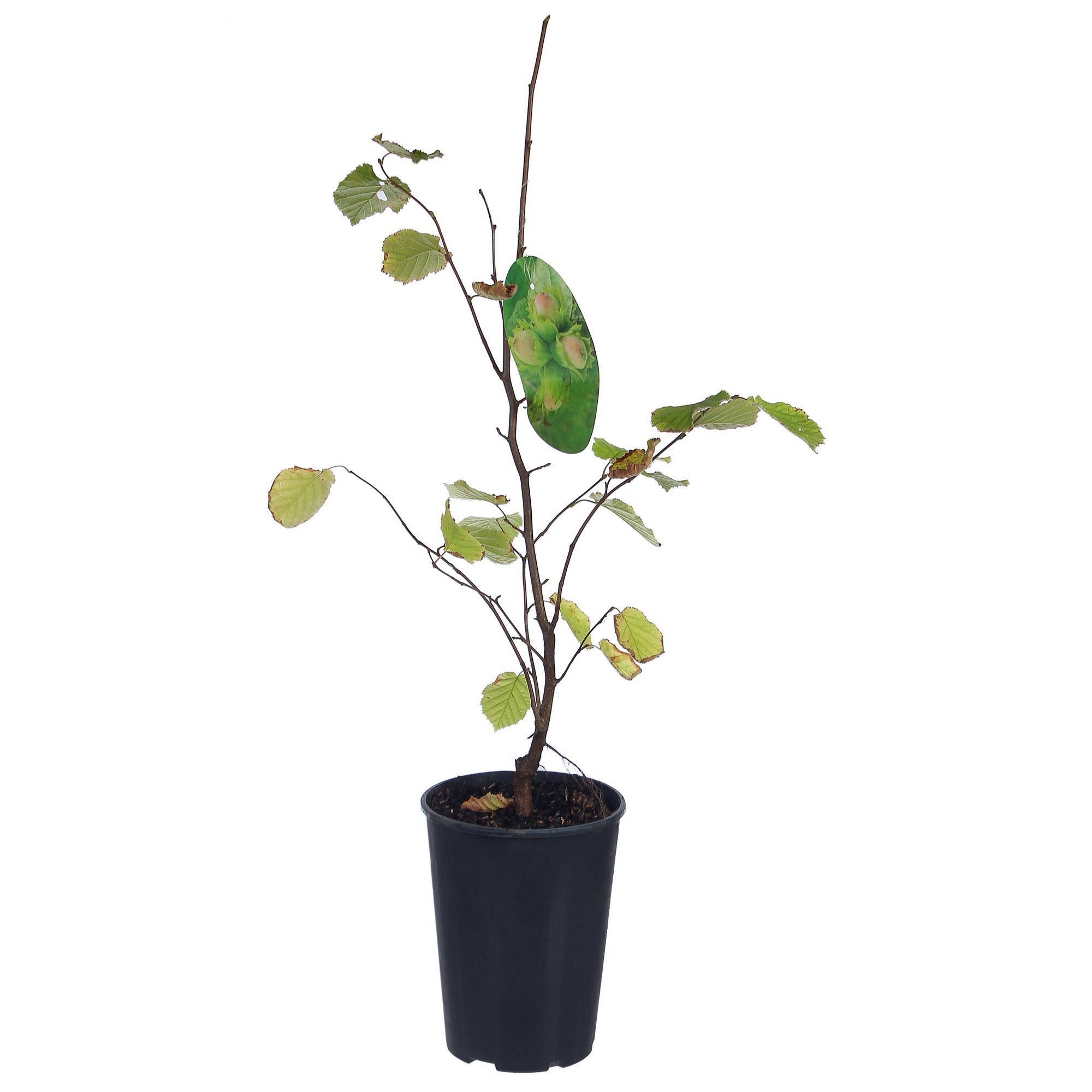 Лещина обыкновенная Santreyd - саженцы для сада с орехами 81954878 STLM-0015210