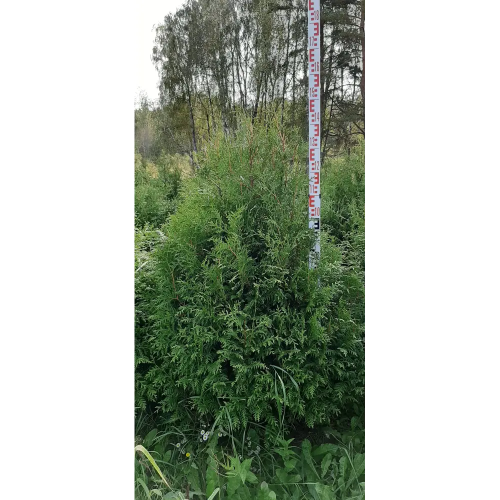 Туя западная Брабант ø48 h120 - 140 см ГАВРИШ STLM-2176432