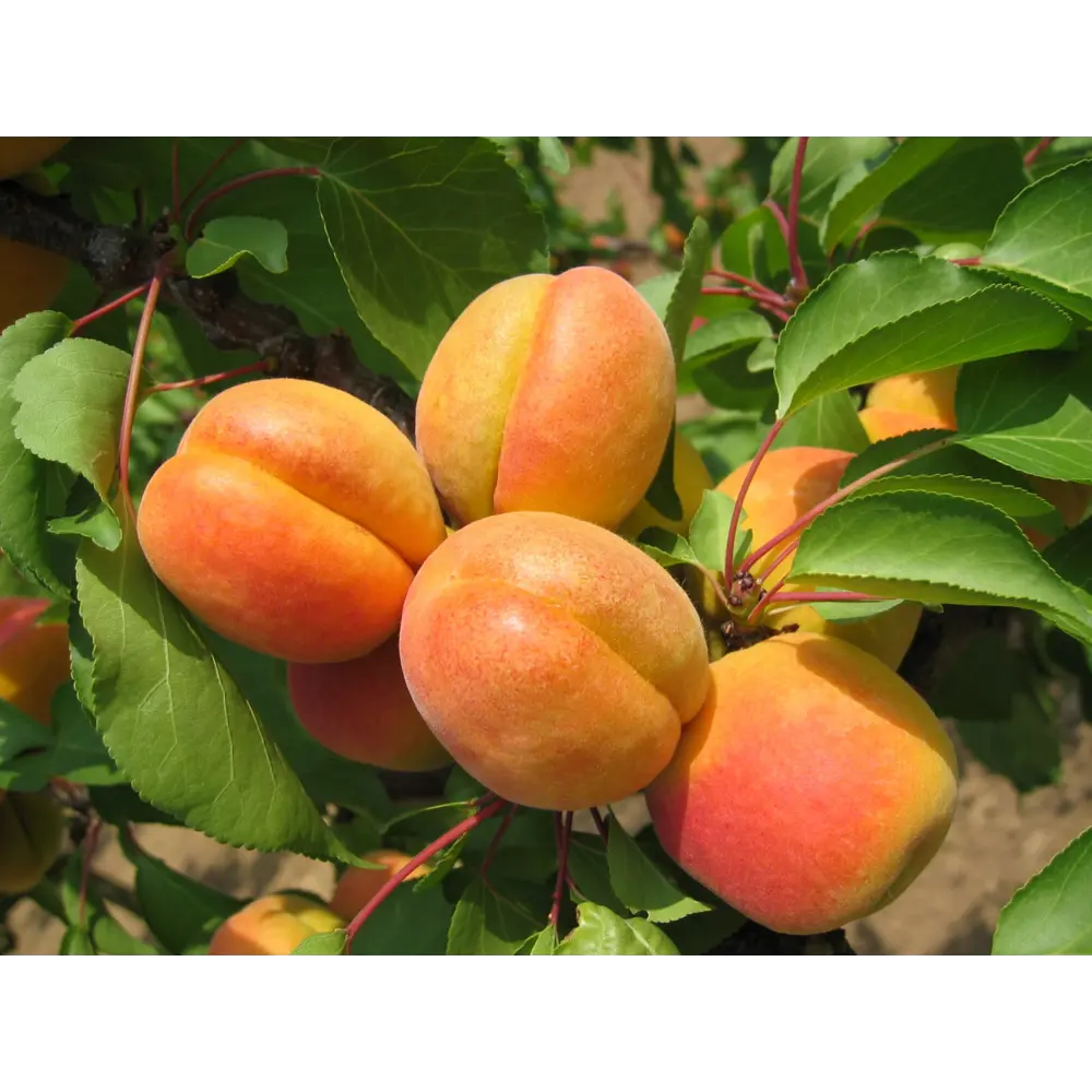 Абрикос Алешенька пакет PLANTMARKET STLM-2073248