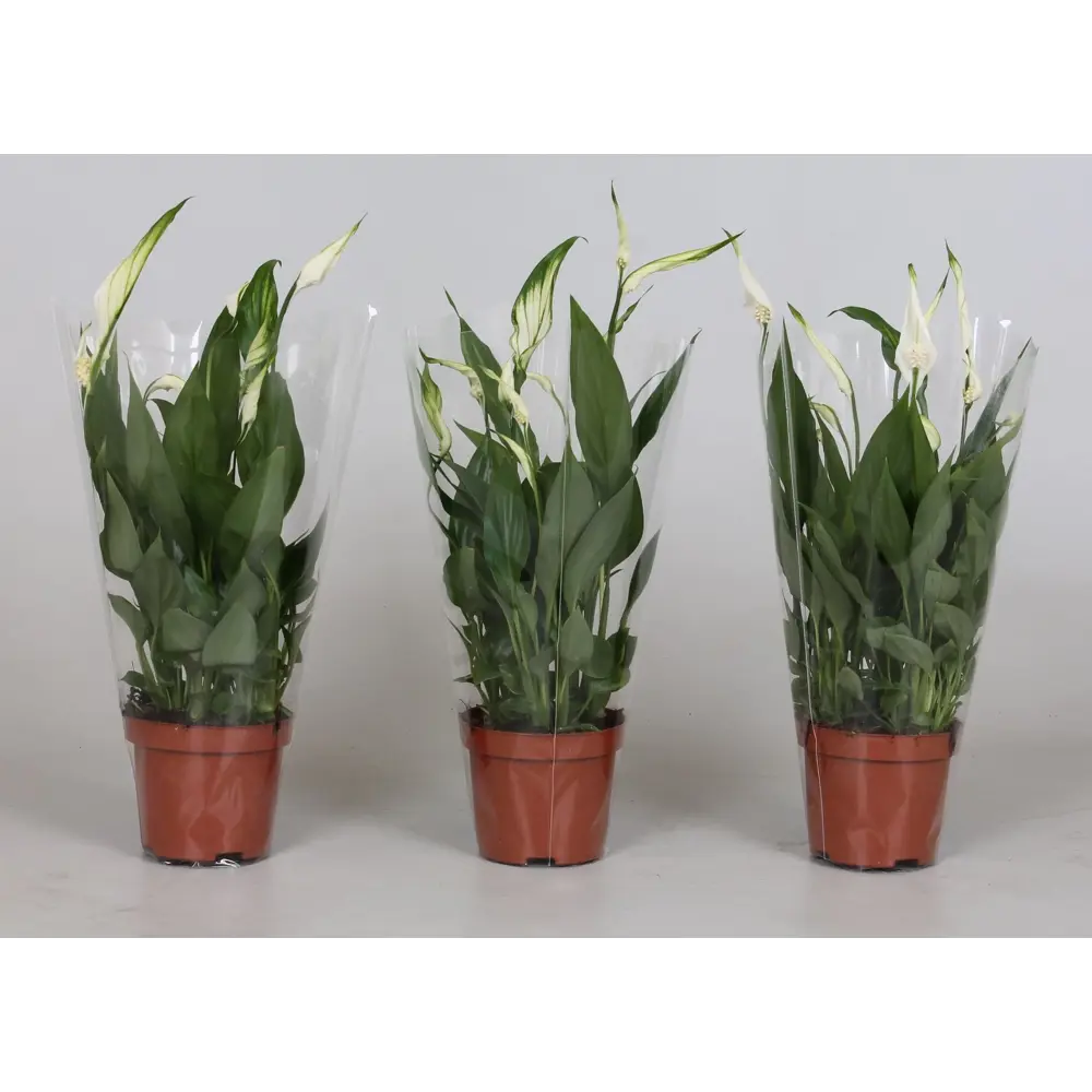 Спатифиллум Микс в горшке ø12 см, высота до 40 см 89412066 Santreyd STLM-1582452