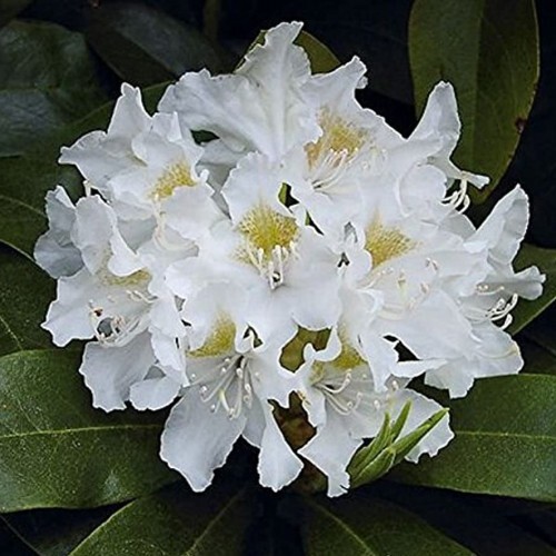 Рододендрон Каннингемс Уайт Santreyd - белоснежный кустарник для сада 87718503 STLM-0075267