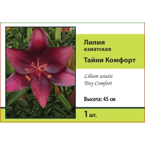 Лилия азиатская Тайни Комфорт 89452214 STLM-2058563