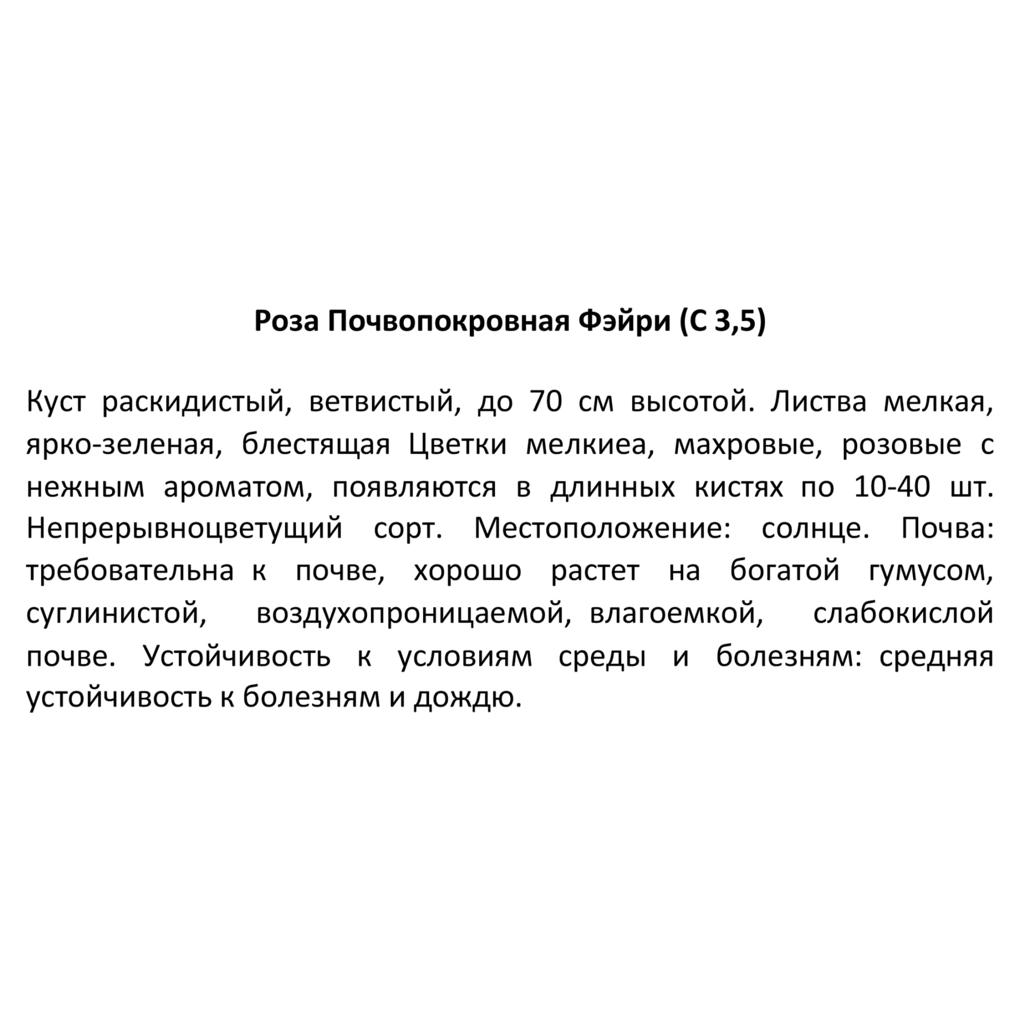 18474933 Роза почвопокровная «Фэйри Чангелин», 3.5 л Santreyd  - Вид №2