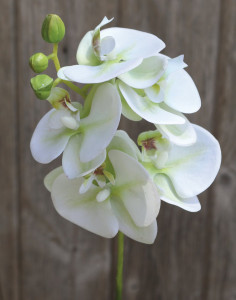 2601 788 a3 Пластиковая орхидея Phalaenopsis, 37 см, real touch soft, бежево-зеленая H-andreas