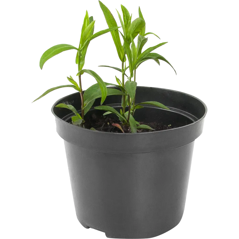Астра «Аннеке» 15x55 см PLANTMARKET STLM-2027902