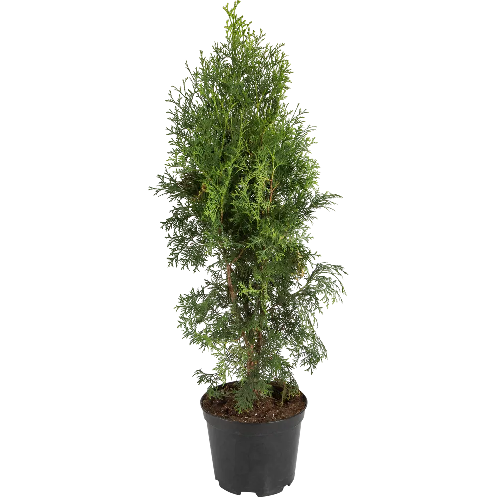 Туя западная «Колумна» 22x50 см ГАВРИШ STLM-2165953