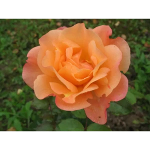 Роза парковая «Вестерленд» 19x55 см