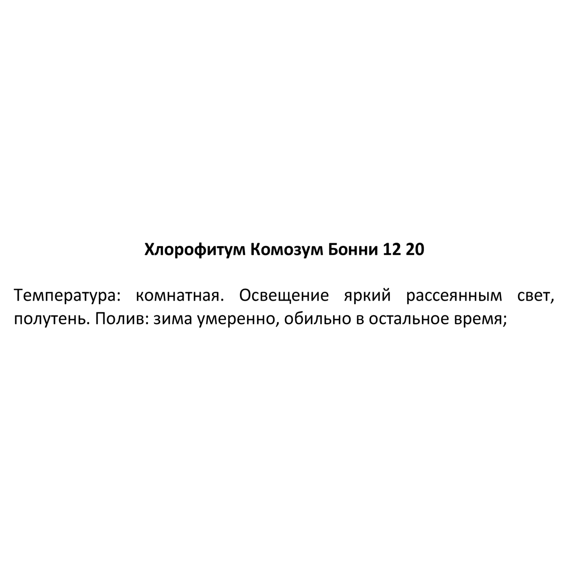 82578745 Хлорофитум комозум бонни d12 h20 Santreyd  - Вид №2