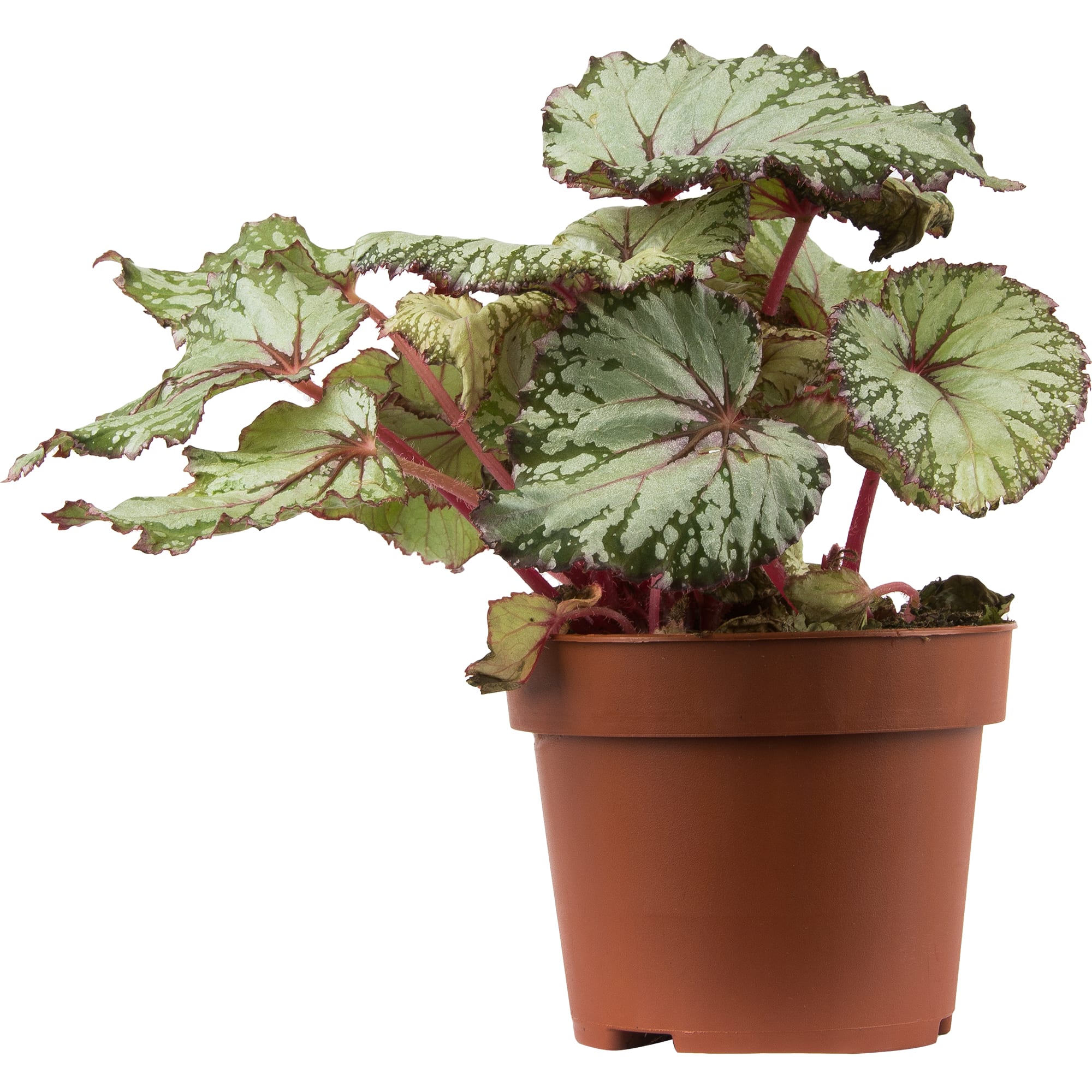 82579543 Бегония рекс гибридная микс d12 h35 Santreyd  - Вид №3