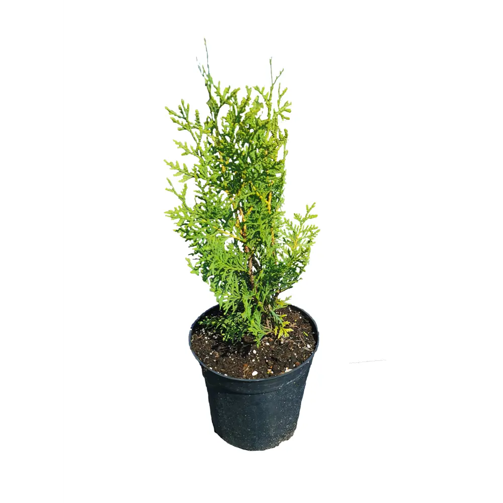 Туя западная Брабант h50 см МОНБЛАН STLM-2157583