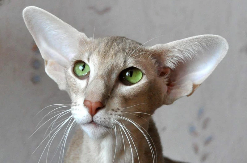 Породы кошек и котов с большими ушами