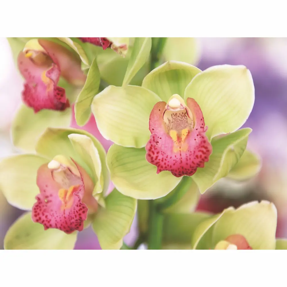 Фотообои бумажные Очарование 200x140 см Симфония STLM-2159856