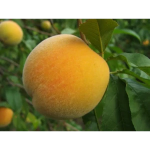 Персик «Золотой юбилей» C4 высота 110 см