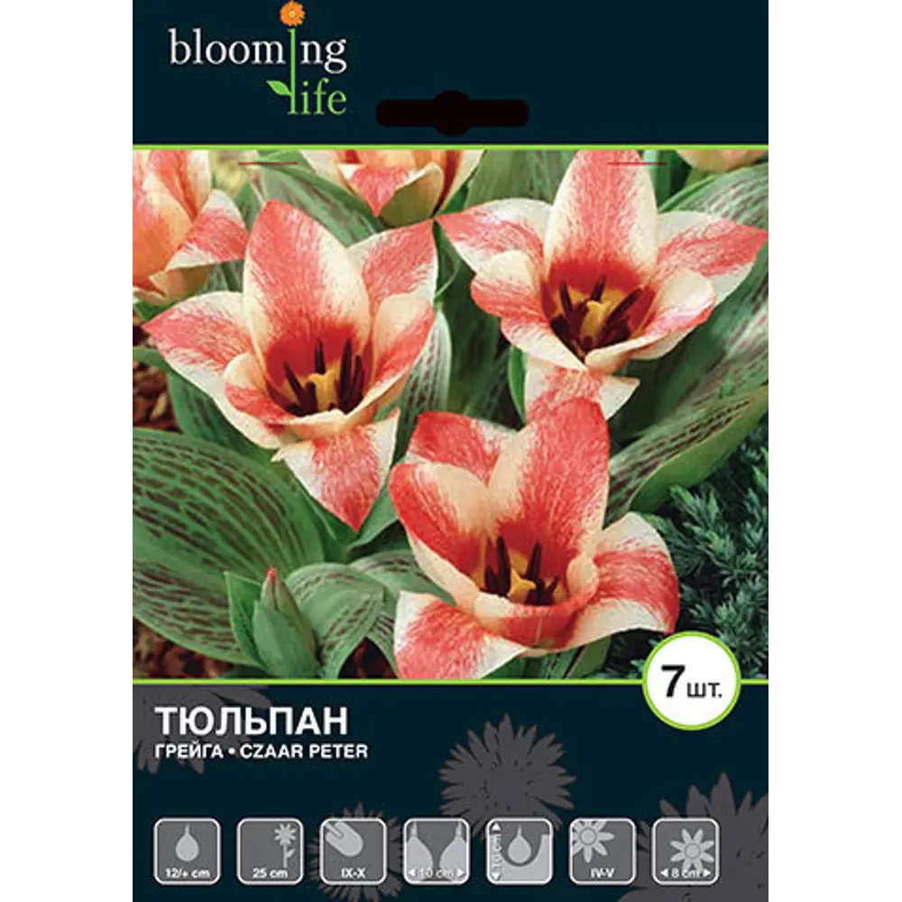 Тюльпан «Царь Петр» размер луковицы 12, 7 шт BLOOMING LIFE STLM-2016896