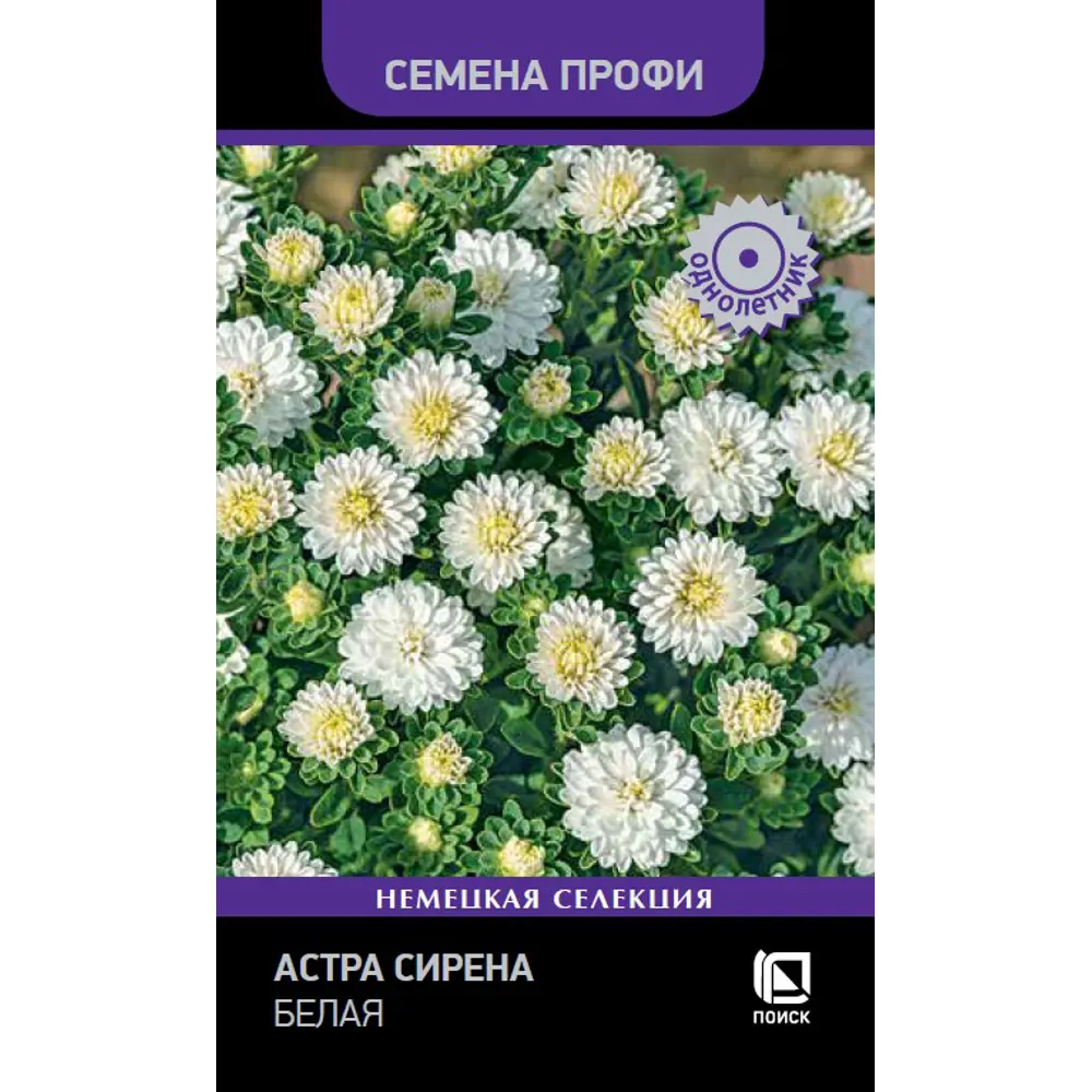 Астра Сирена белая от ПОИСК - готовый букет на одном растении 89402680 STLM-1576679