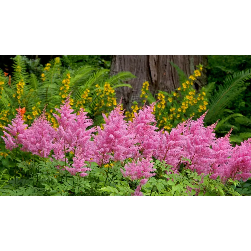 PLANTMARKET Астильба Глория Пурпурея - розово-лиловое цветение для сада 84659511 STLM-1563877 - Вид №2