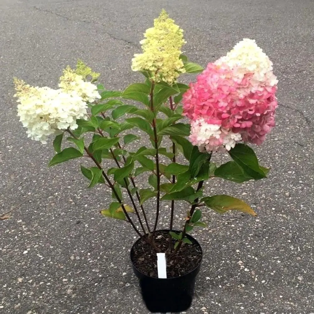 Гортензия метельчатая Пинки Промис ø19 h55 см PLANTMARKET STLM-2090574