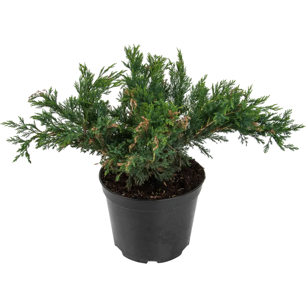 Можжевельник казацкий «Глаука» C5 ГАВРИШ STLM-2139312