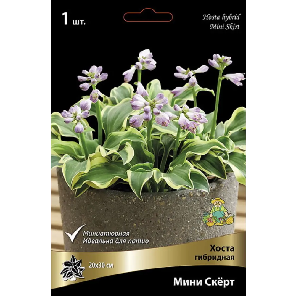 Хоста гибридная Мини Скерт луковицы 1 ПОИСК STLM-2133232