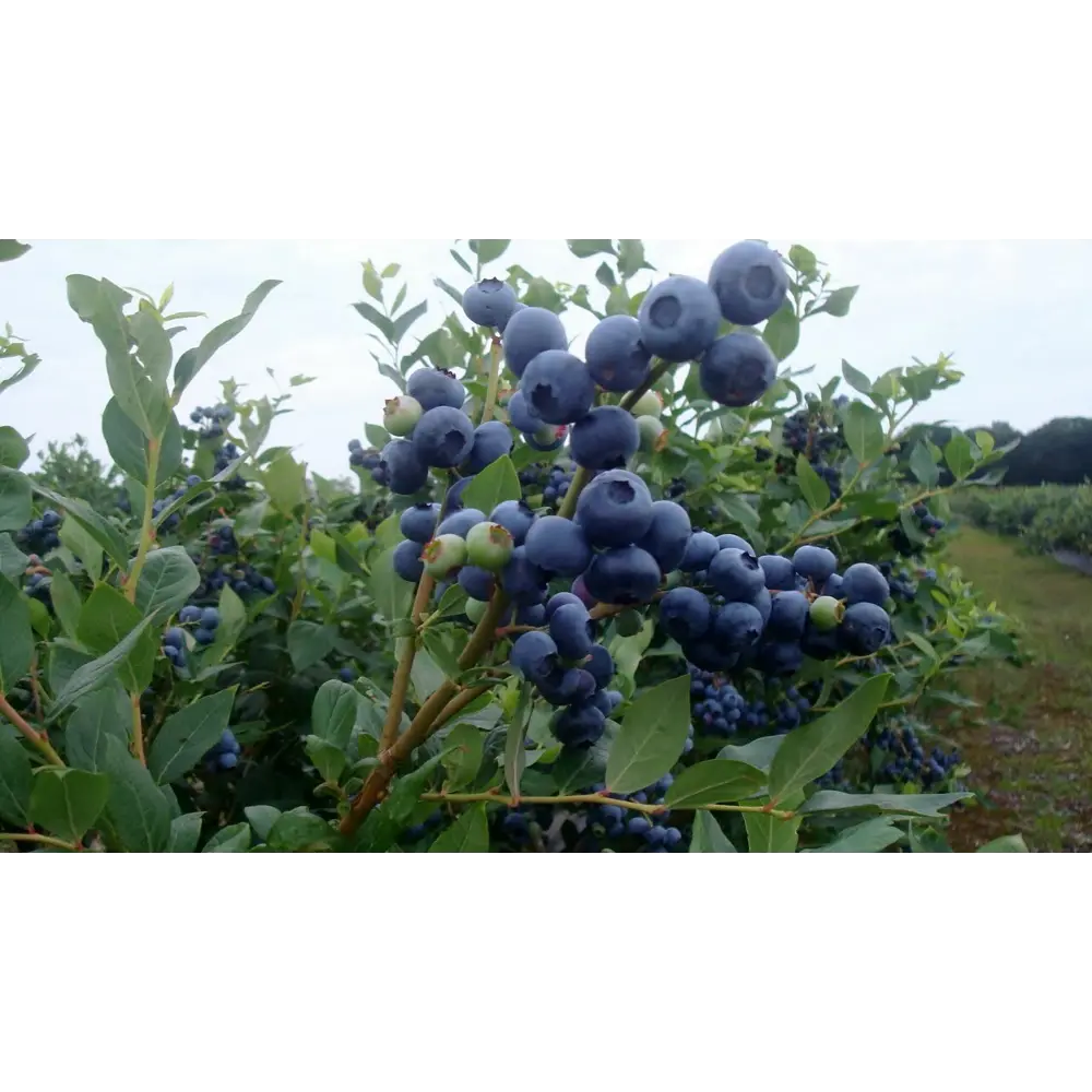 Голубика садовая Патриот ø9 h20 см 87691178 STLM-2043122 PLANTMARKET 
