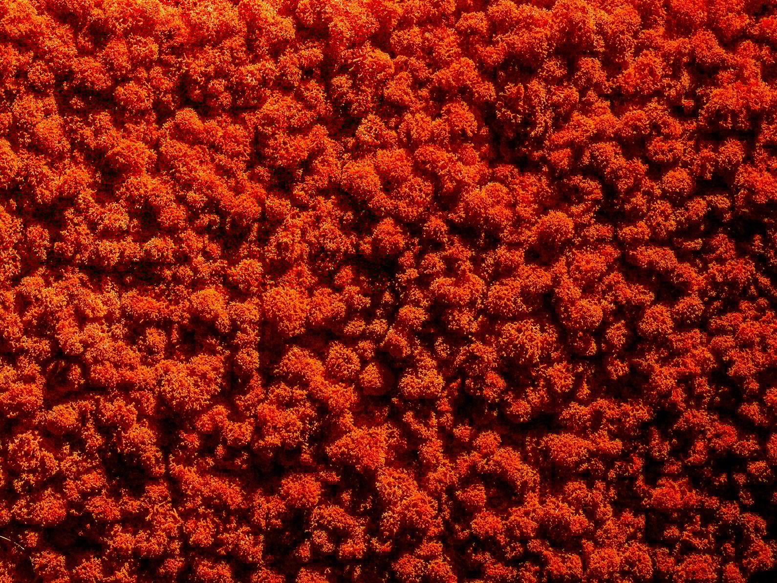 Растительная стена из мха Freund GmbH зеленый ARCH-00125792 - Вид №9