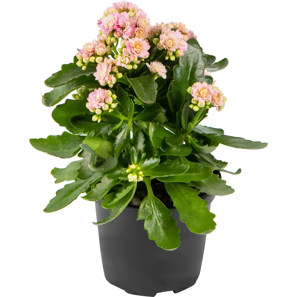 Каланxое xеппинес микс 12x25 см 82406656 STLM-2071099 Santreyd 