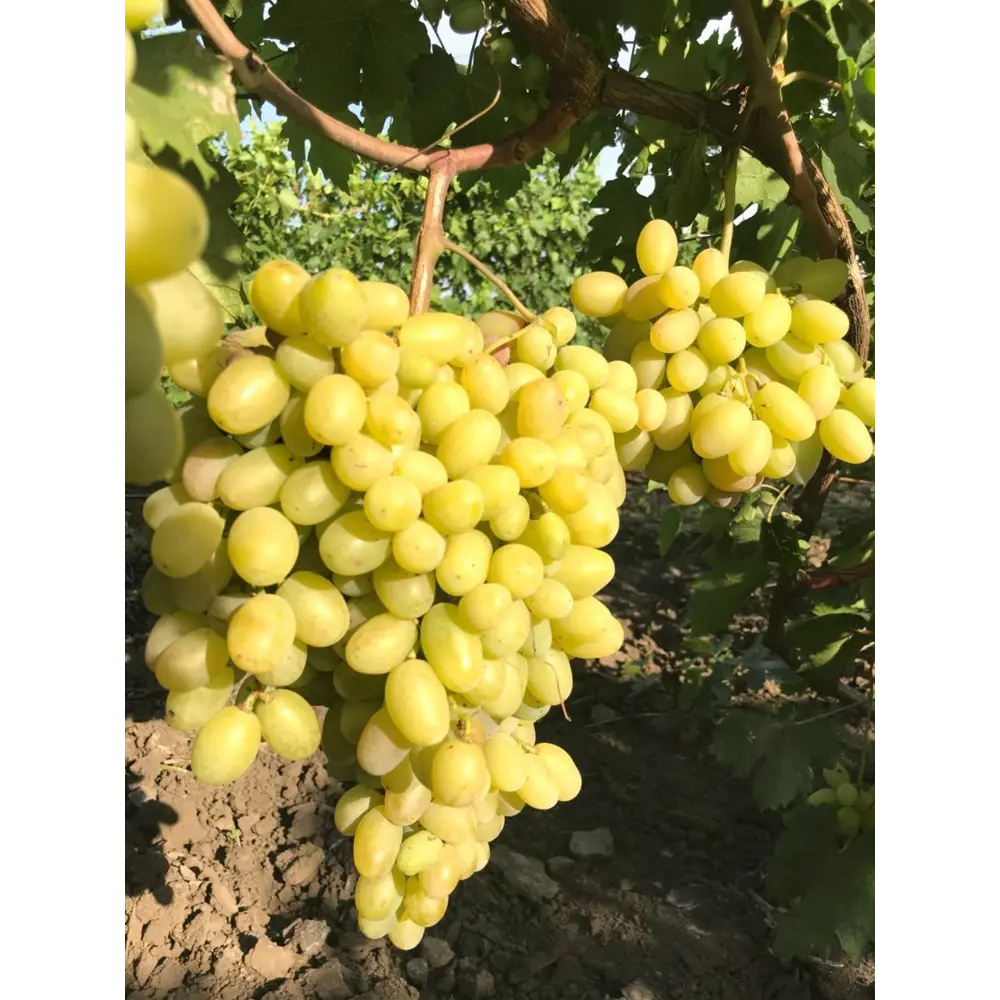 Виноград «Супер Экстра» C2 высота 60-80 см ВСЕ В САД STLM-2146726
