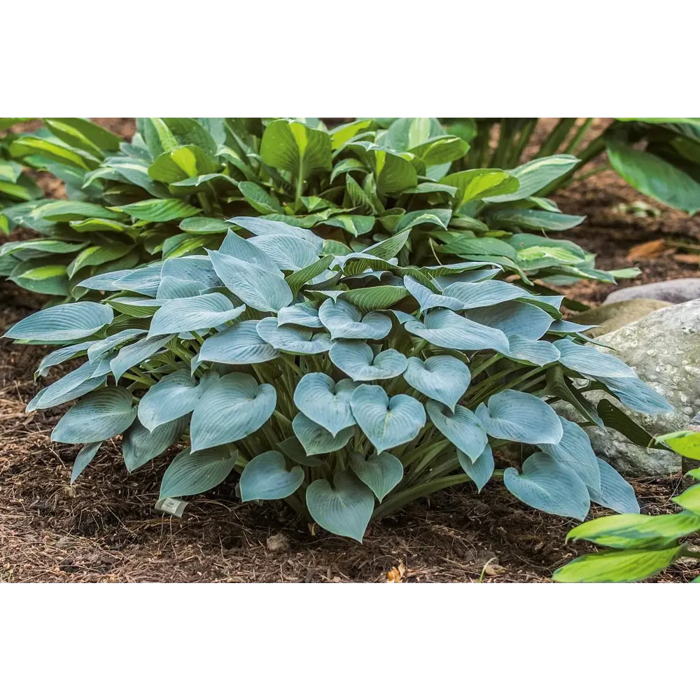 Хоста Халцион ø15 h20 см 89465436 STLM-2142864 PLANTMARKET 