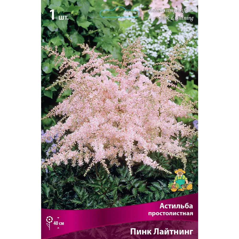 Астильба простолистная Пинк Лайтнинг ПОИСК STLM-2020853