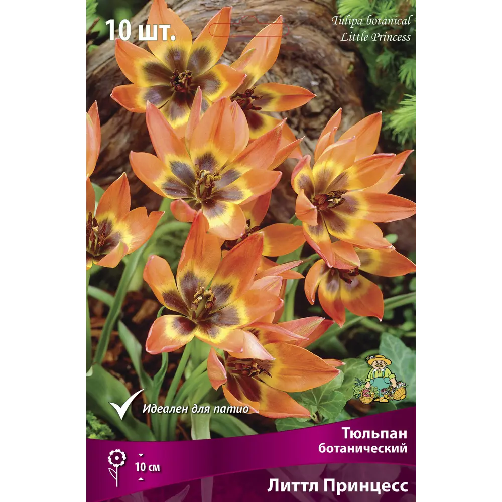 Тюльпан Литтл Принцесс - ботанические луковицы для изысканного сада 88294833 Santreyd STLM-1580462