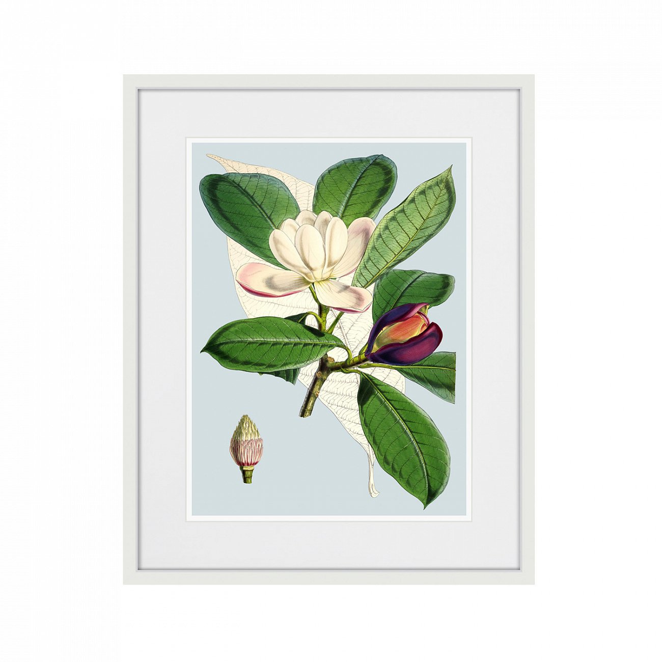 Литография на тонированной бумаге 42х52 см Himalaya Plants Purple And White Flowers, 1869г. КАРТИНЫ В КВАРТИРУ  264424 Белый;коричневый;разноцветный  - Вид №1