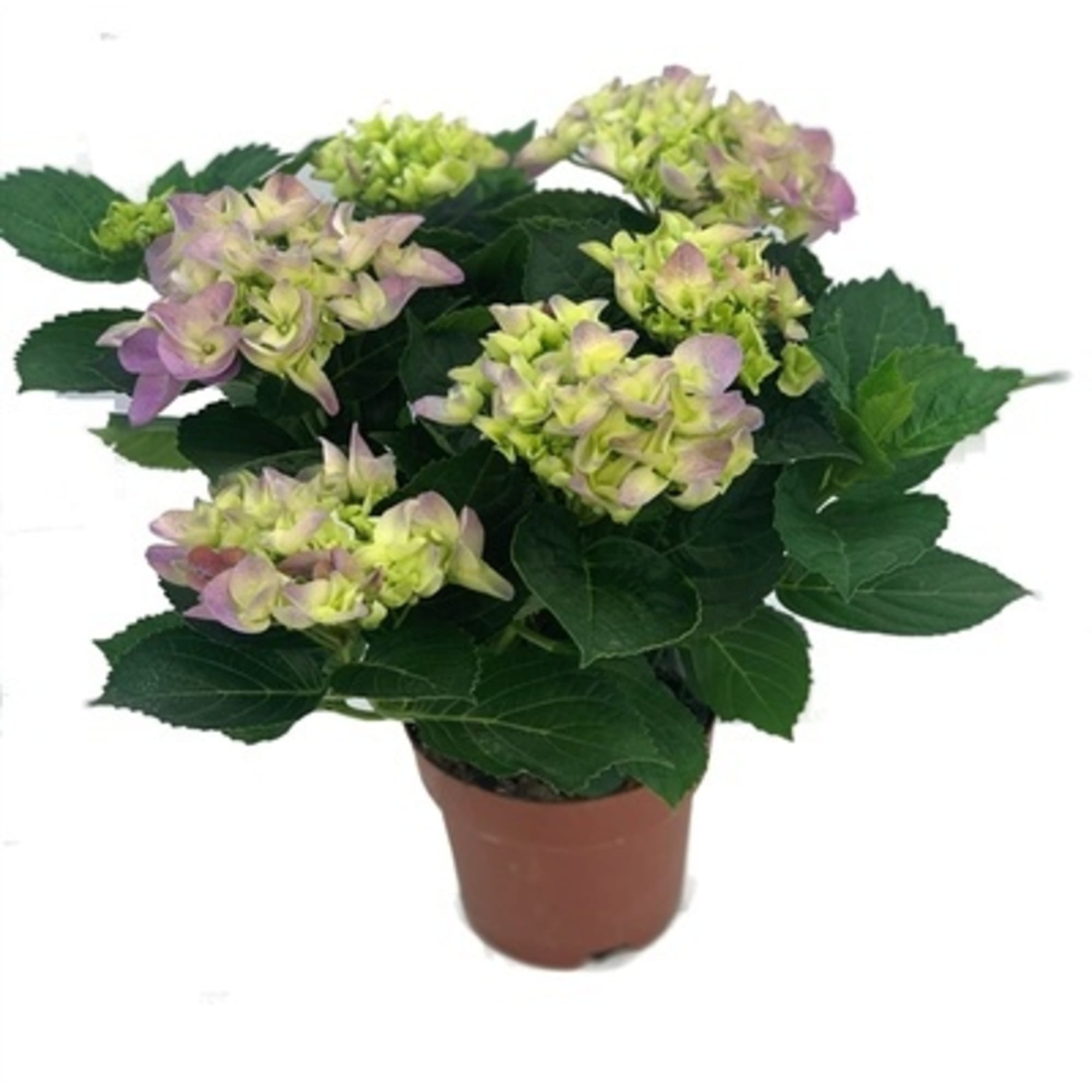 84450759 Гидрангея Голубой и розовый ø14 h35 см Santreyd 