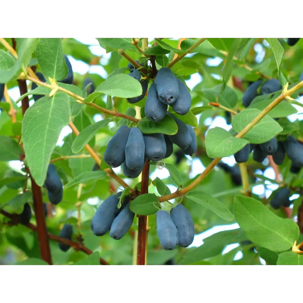 Жимолость «Лазурит» C3 высота 50-70 см ВСЕ В САД STLM-2212155