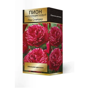 Пион молочноцветковый травянистый Ред Спайдер, 88659246 STLM-2102230
