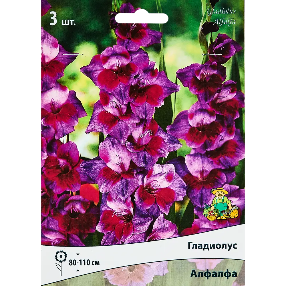 Гладиолус крупноцветковый Алфалфа, 3 шт ПОИСК STLM-2120246