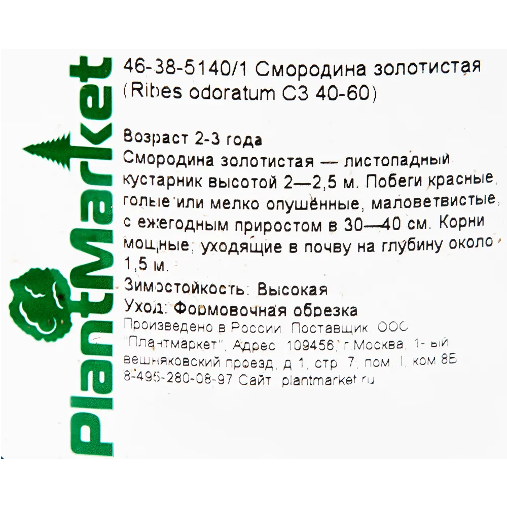 Смородина золотистая C3 40-60 см PLANTMARKET STLM-2079724 - Вид №1