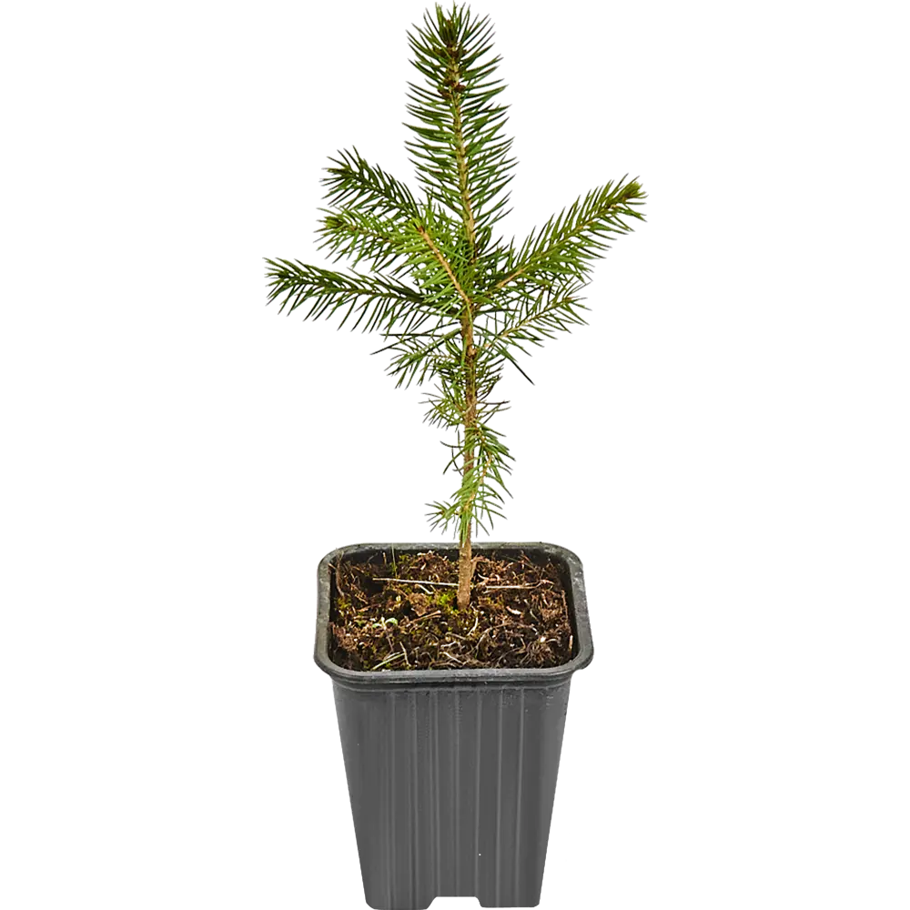 Ель колючая Р9 в подарочном пакете Santreyd STLM-2144464