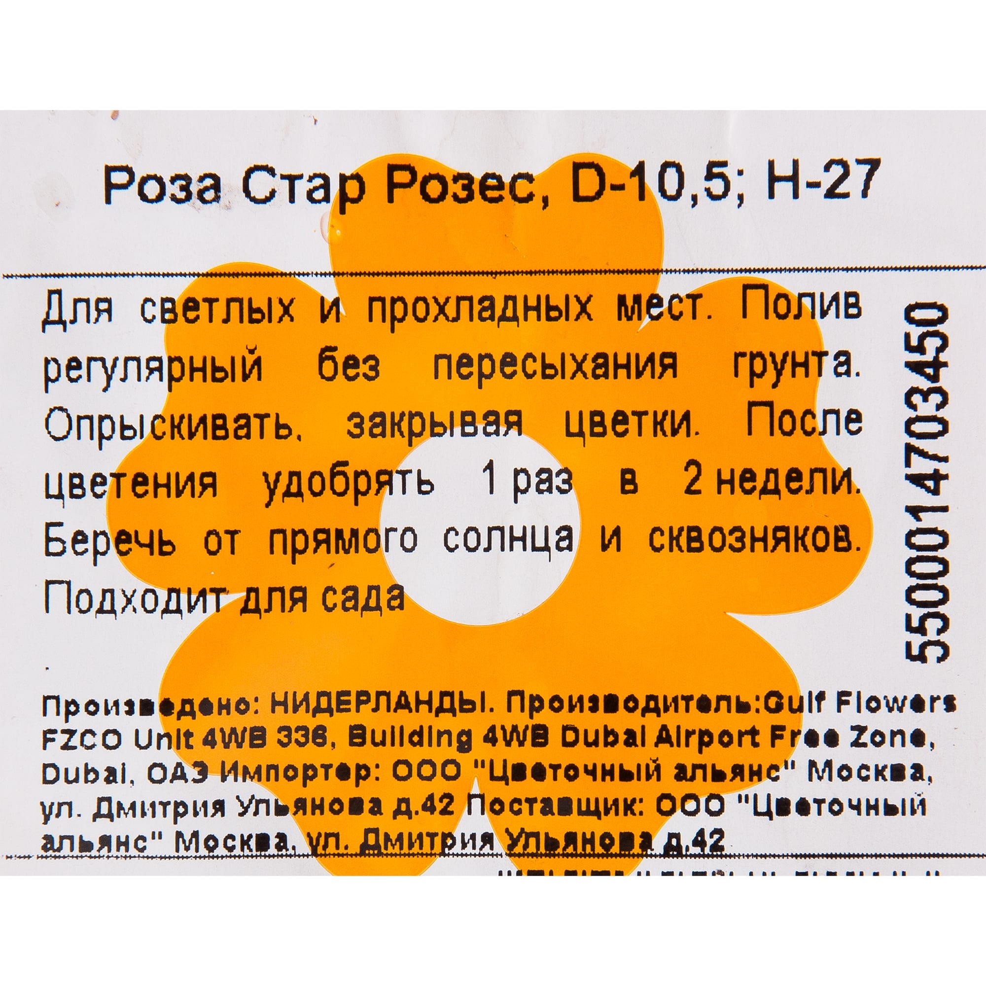 82548520 Роза Стар Розес 10.5х25-28 см Santreyd  - Вид №2