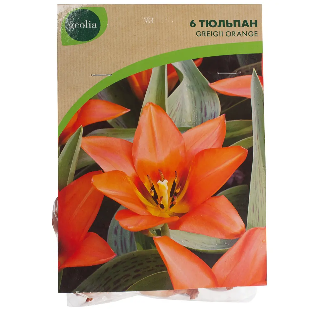 Тюльпан Greigii Orange GEOLIA 11/12 6/36 STLM-2053288 - Вид №1