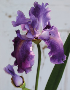 3848 222 a3 Ирис шелковый цветок, 78см, темно-фиолетовый H-andreas