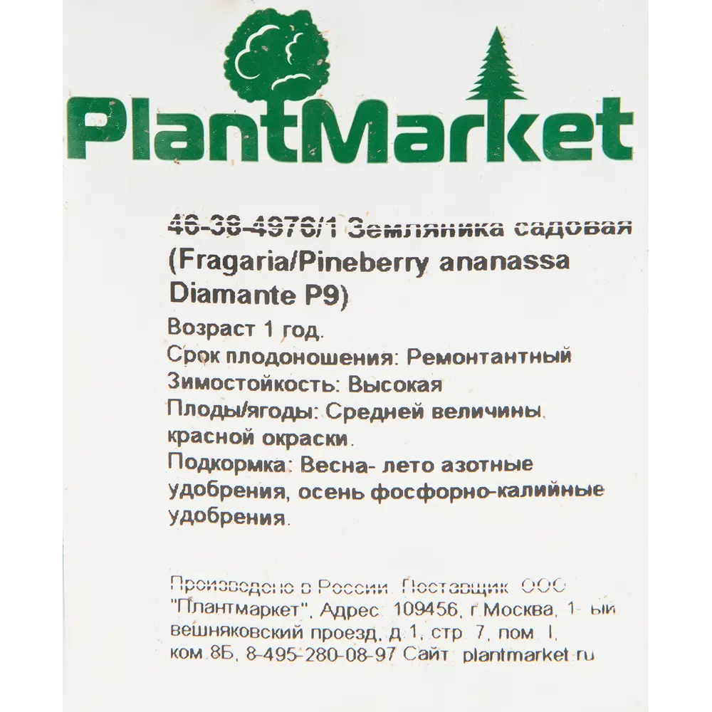 Земляника садовая «Диамант» 9x15 см PLANTMARKET STLM-2133243 - Вид №2