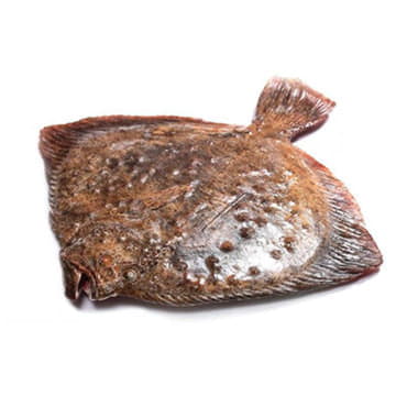 Камбала калкан охлаждённая 3 - 4 кг Santreyd 24433 - Вид №1