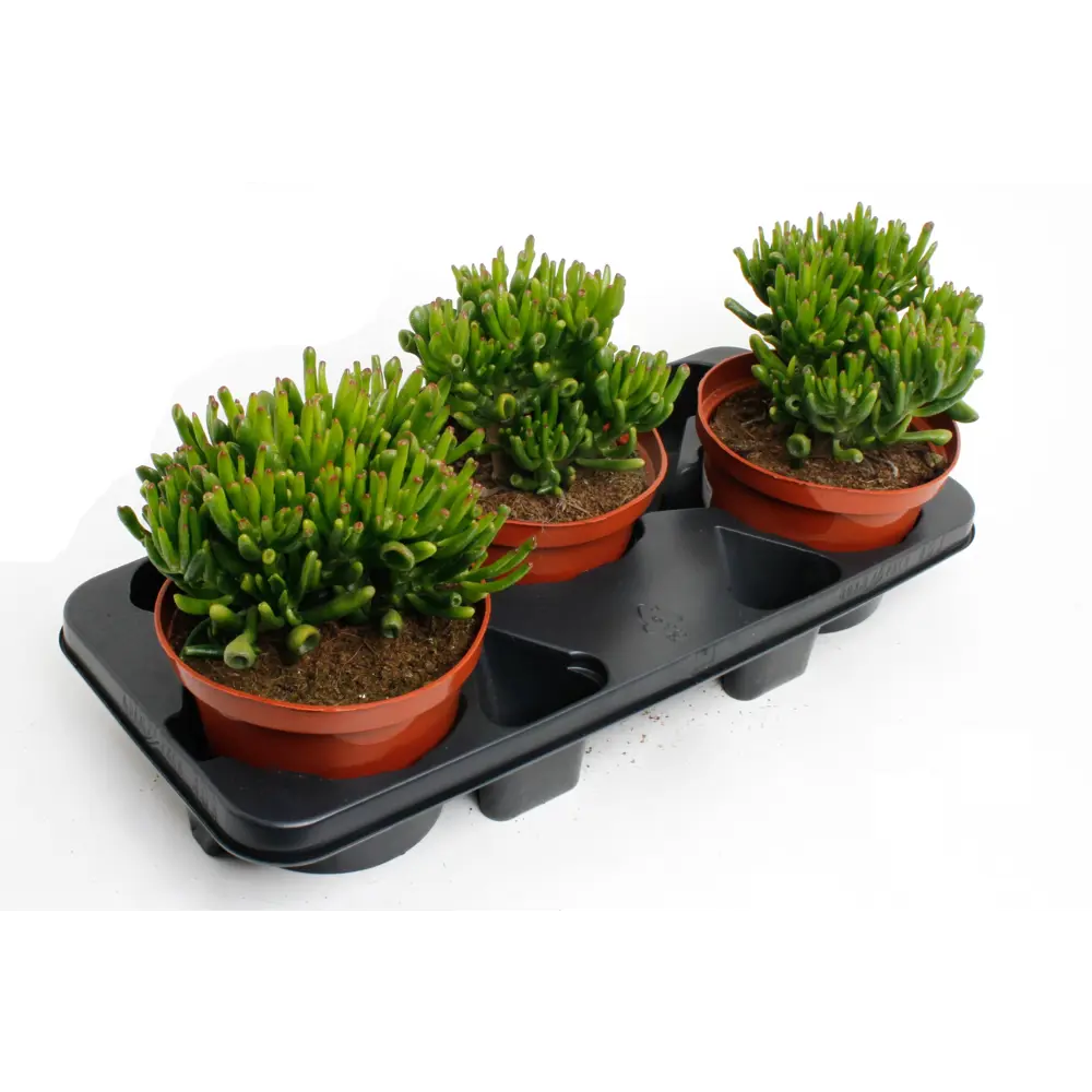 Крассула Хорн Три - суккулент для дома и офиса ø17 h55 см 89441795 Santreyd STLM-1580160