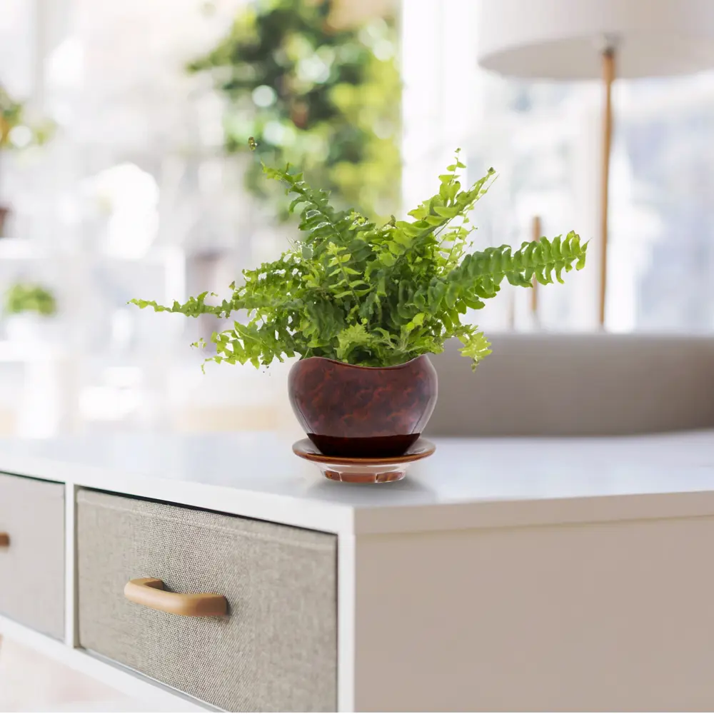 Santreyd Нефролепис Грин Леди — пышный папоротник для дома 13534108 STLM-0003273 - Вид №8