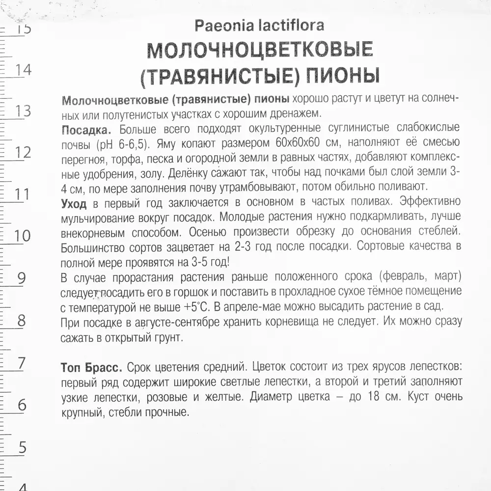 Пион травянистый «Топ Брасс» 81945480 STLM-2063794 Santreyd  - Вид №2