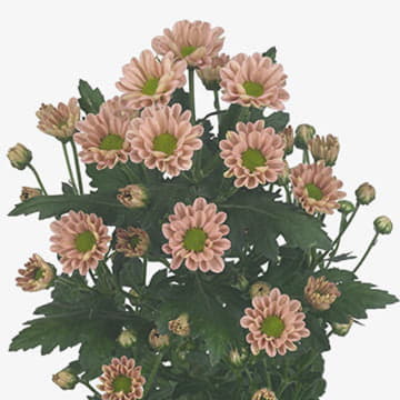 Хризантема са росси смоки 55 см Santreyd 25031