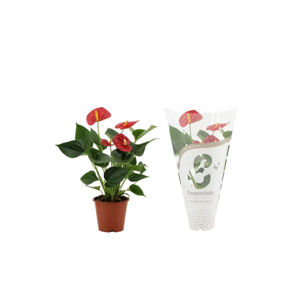 Антуриум Суксес Рэд красный - цветущее комнатное растение в горшке ø14 см 89434555 Santreyd STLM-1581927