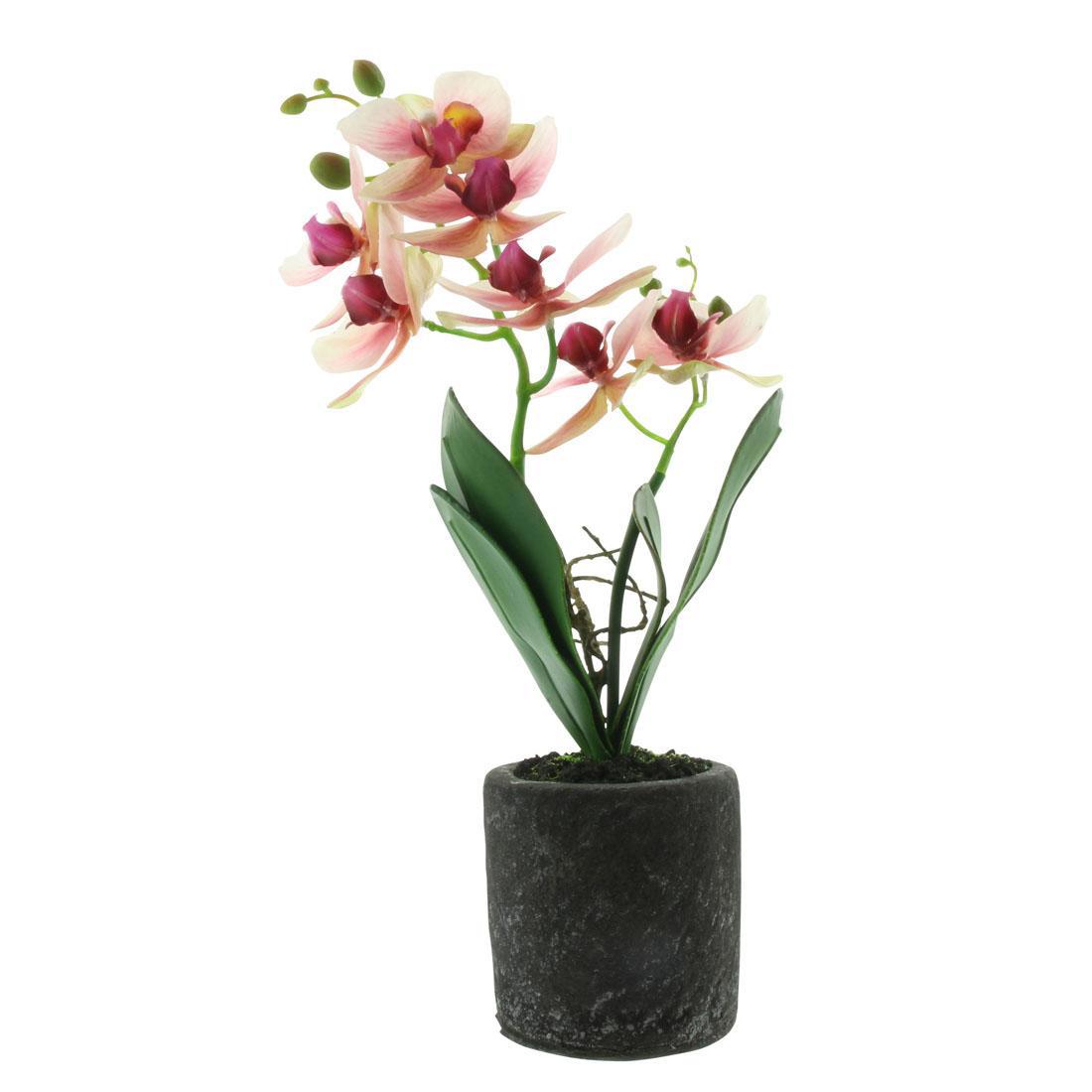 90028927 Декоративное растение Орхидея 07200 STLM-0089985 FRANK