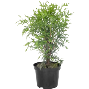 Туя западная «Вудварди» C3